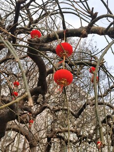 树杆