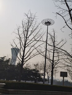 树杆