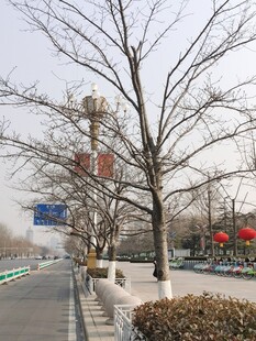 树杆