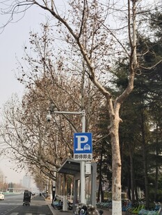 树杆