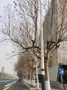 树杆