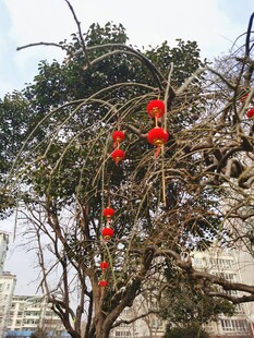 树杆