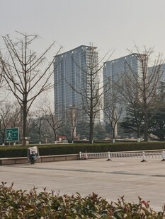树杆