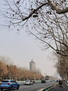 树杆
