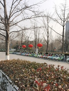 树杆