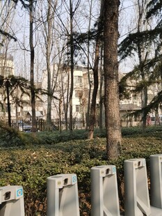 树杆