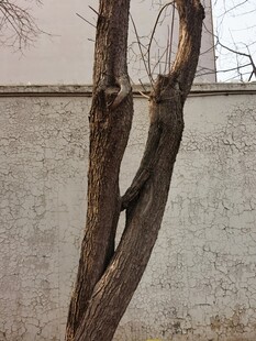 树杆