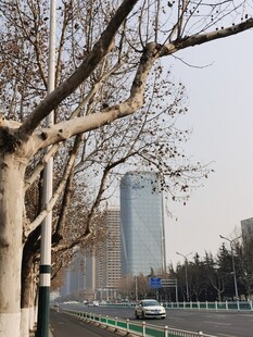 树杆