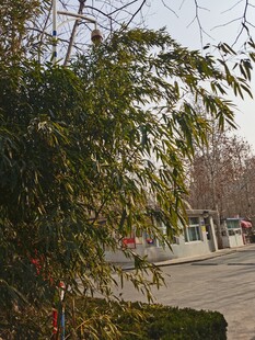 竹子