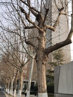 树杆