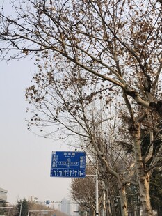 树杆