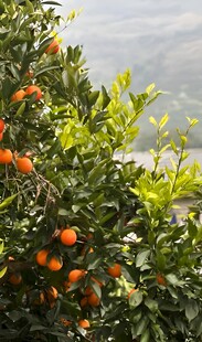 橙子栽培