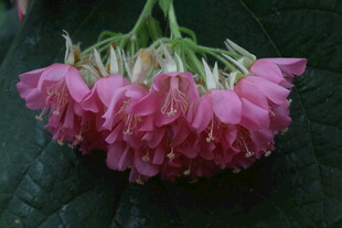 非洲芙蓉
