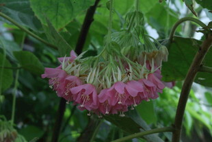 非洲芙蓉