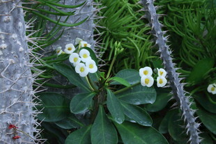 白花虎刺梅  