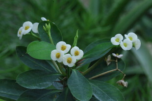 白花虎刺梅  