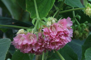 非洲芙蓉