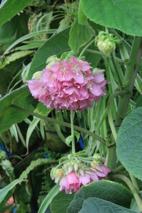 非洲芙蓉