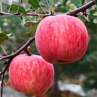 苹果栽培