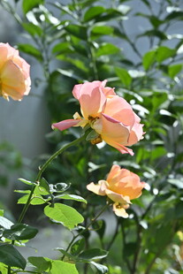 粉黄花卉 玫瑰 月季