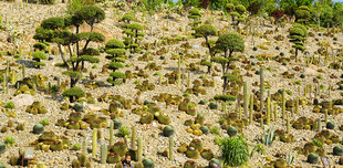 云南弥勒太平湖森林公园