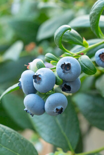 蓝莓