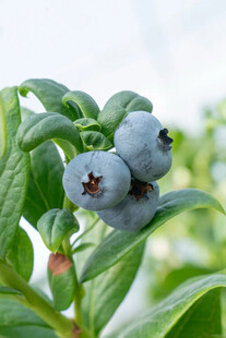 蓝莓