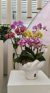 植物