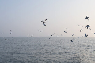 海鸥