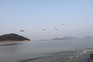 海鸥