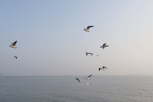 海鸥