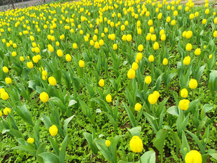 黄色郁金香花圃