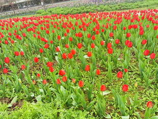 红色郁金香花田
