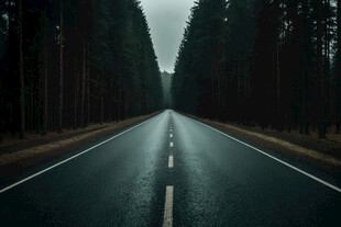 树林公路