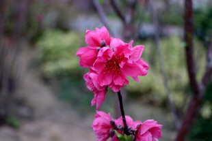 桃花