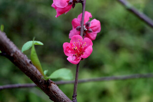 桃花