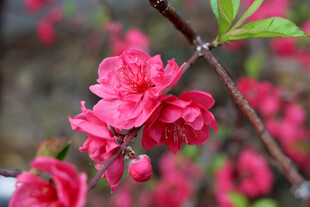 桃花盛开