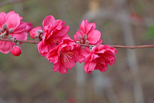 桃花盛开