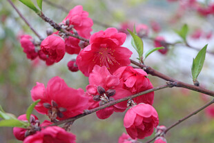 桃花