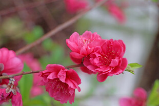 桃花