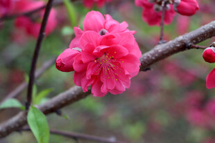 桃花盛开