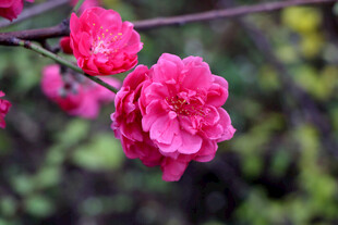 桃花盛开