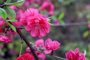 桃花盛开