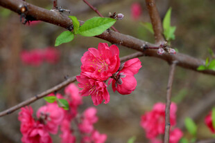 桃花
