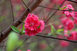桃花盛开