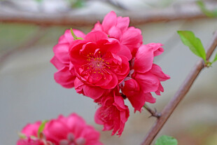 桃花盛开