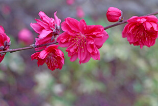 桃花盛开