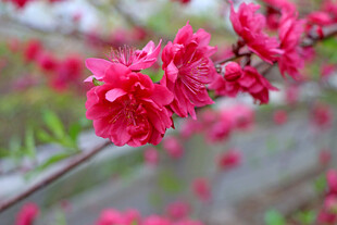 桃花
