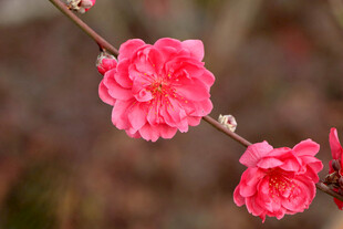 桃花盛开