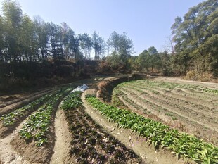 菜地